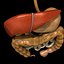 digestive system