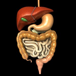digestive system