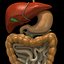 digestive system