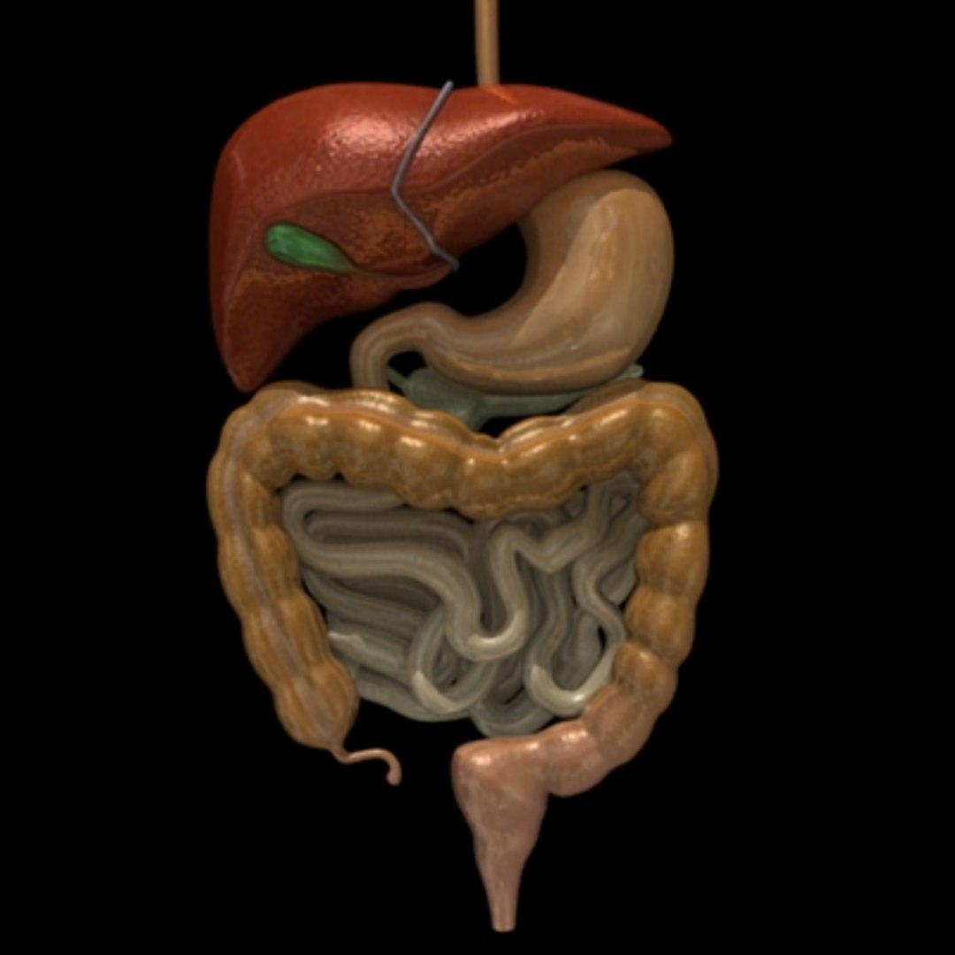 digestive esophagus liver 3d max https://p.turbosquid.com/ts-thumb/6W/8uRJKa/wIInmAT5/digestive/jpg/1196091361/1920x1080/fit_q87/1f00a659874fe20a4bfa99c3aa7d6dfad308267a/digestive.jpg
