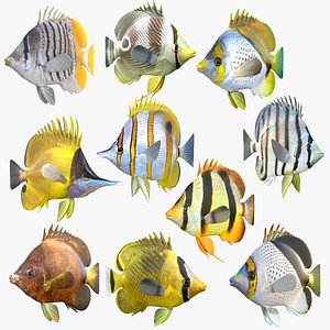 Butterflyfish Collection 2