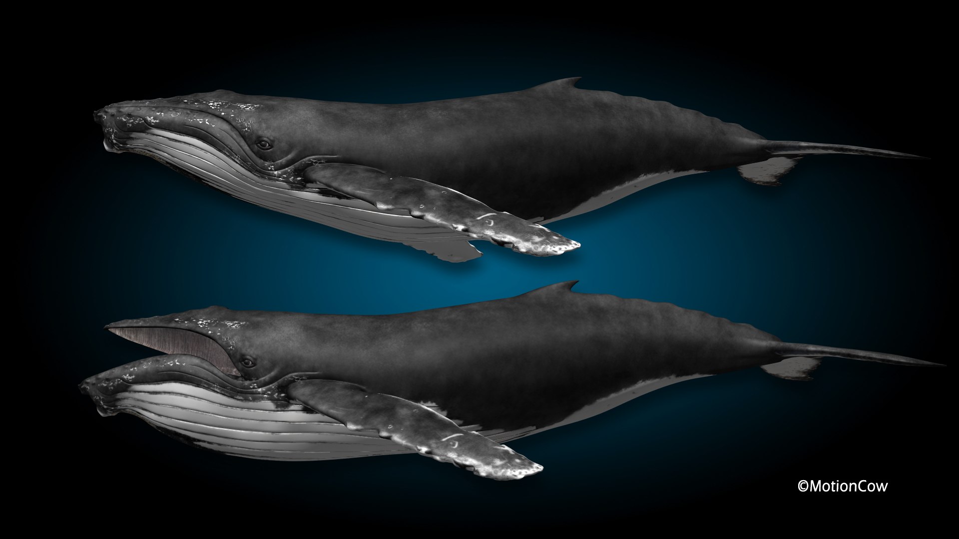 3d humpback whale hump https://p.turbosquid.com/ts-thumb/6W/Frs1OL/30/hd_humpback_a/jpg/1718545402/1920x1080/fit_q87/ac6be943a3c712418fdf20353fd6478755bbcbd3/hd_humpback_a.jpg