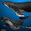 3d humpback whale hump
