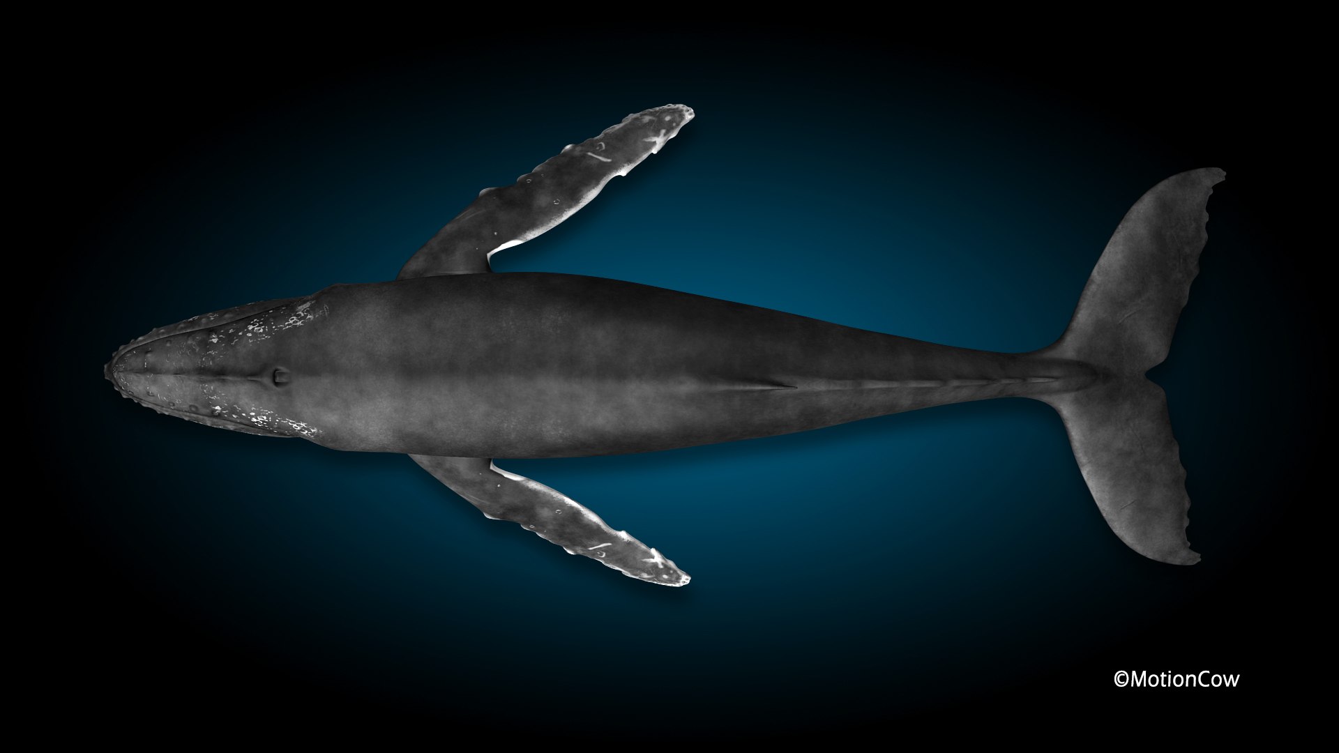 3d humpback whale hump https://p.turbosquid.com/ts-thumb/6W/Frs1OL/Tn/hd_humpback_k/jpg/1718545397/1920x1080/fit_q87/4d81a42cfc8fa71ca7c18a822e3b301907bd320e/hd_humpback_k.jpg