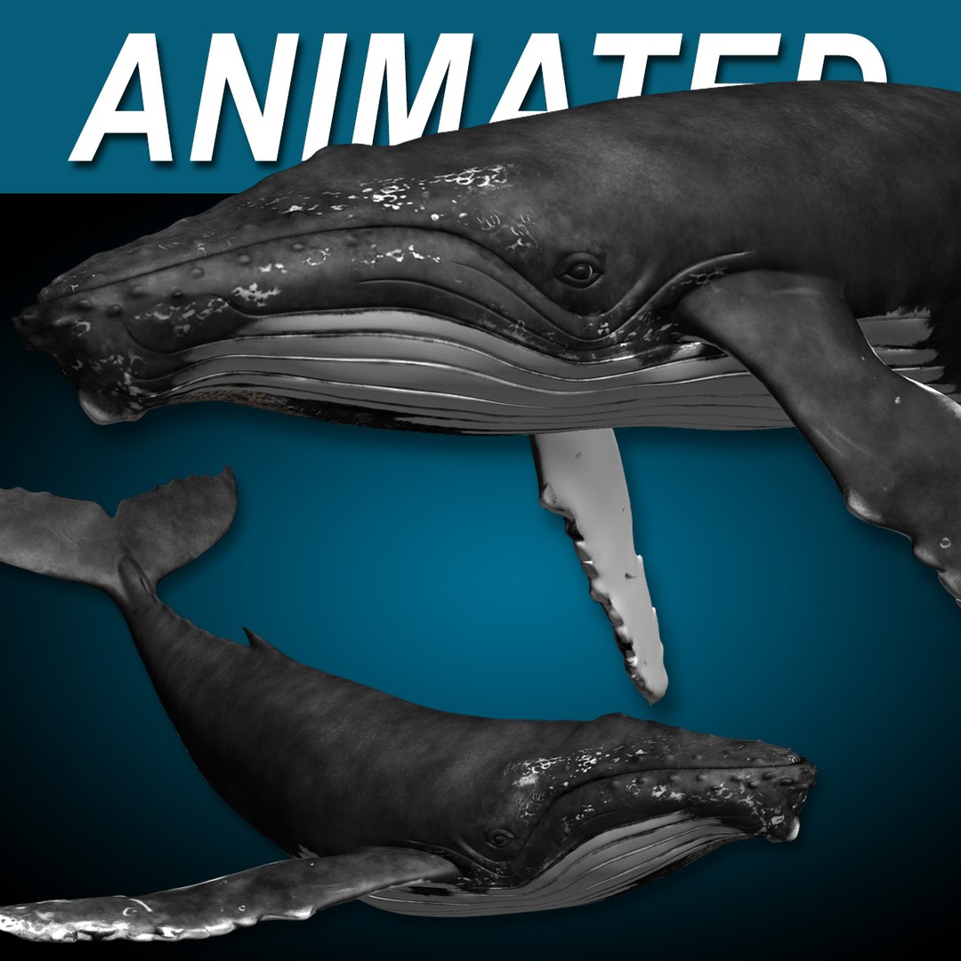 3d humpback whale hump https://p.turbosquid.com/ts-thumb/6W/Frs1OL/gQ/hd_humpback_asig_ts/jpg/1718545301/1920x1080/fit_q87/0f235f0dffb2a100d686f9cea9f3cb2067e71534/hd_humpback_asig_ts.jpg
