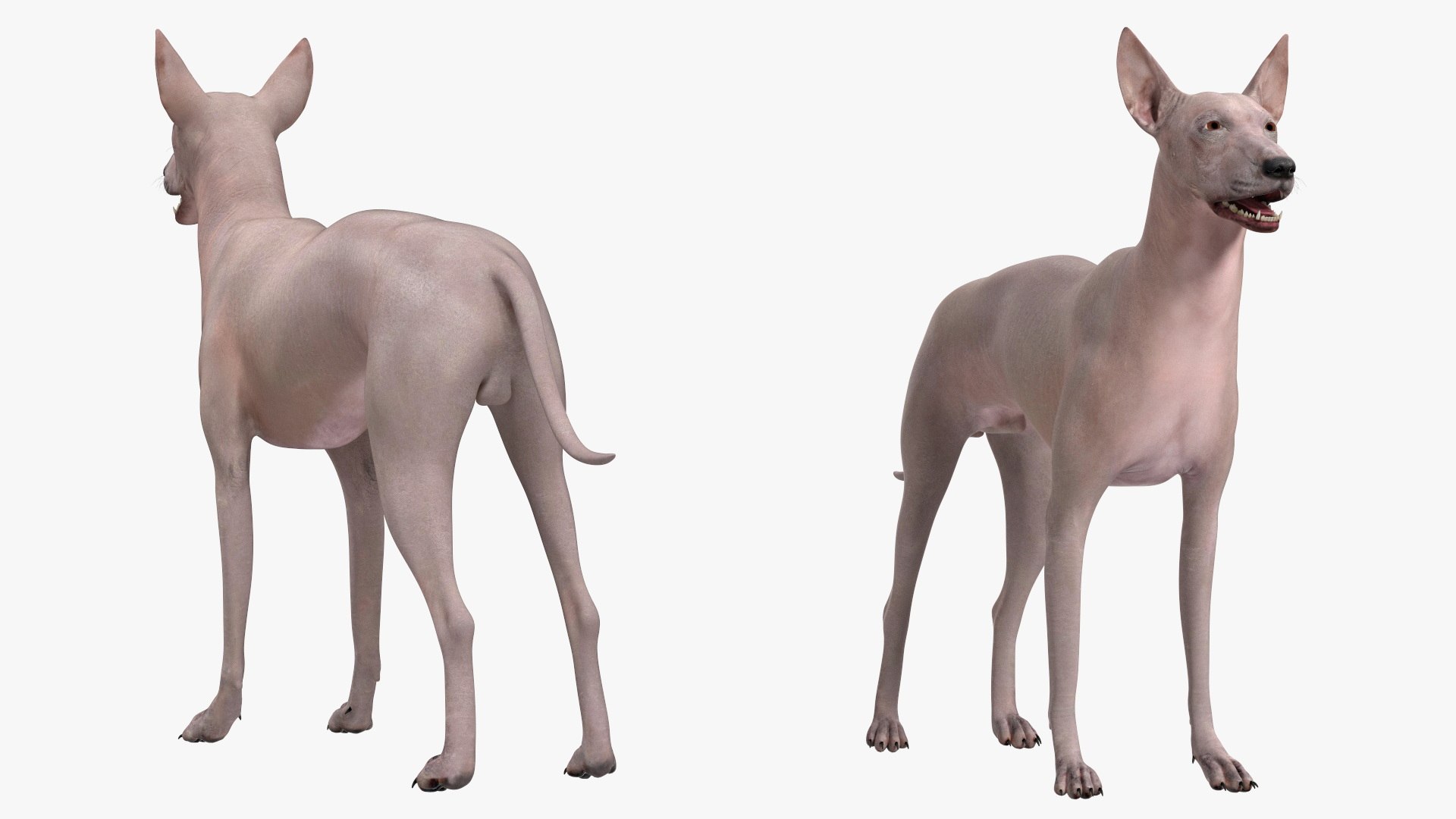 3D Xolo Hairless Mexican Dog Fawn Rigged for Cinema 4D model https://p.turbosquid.com/ts-thumb/6W/J3dj8U/09/xolohairlessmexicandogfawnriggedforcinema4d3dsmodel009/jpg/1693265340/1920x1080/fit_q87/9077a60e879c565fe402b047a6781b56a981e04c/xolohairlessmexicandogfawnriggedforcinema4d3dsmodel009.jpg