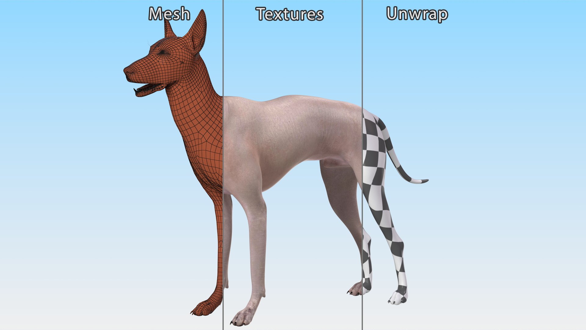 3D Xolo Hairless Mexican Dog Fawn Rigged for Cinema 4D model https://p.turbosquid.com/ts-thumb/6W/J3dj8U/0p/xolohairlessmexicandogfawnriggedforcinema4d3dsmodel020/jpg/1693265380/1920x1080/fit_q87/debeaac2f5082d622351235183bf75e0e317bdb4/xolohairlessmexicandogfawnriggedforcinema4d3dsmodel020.jpg