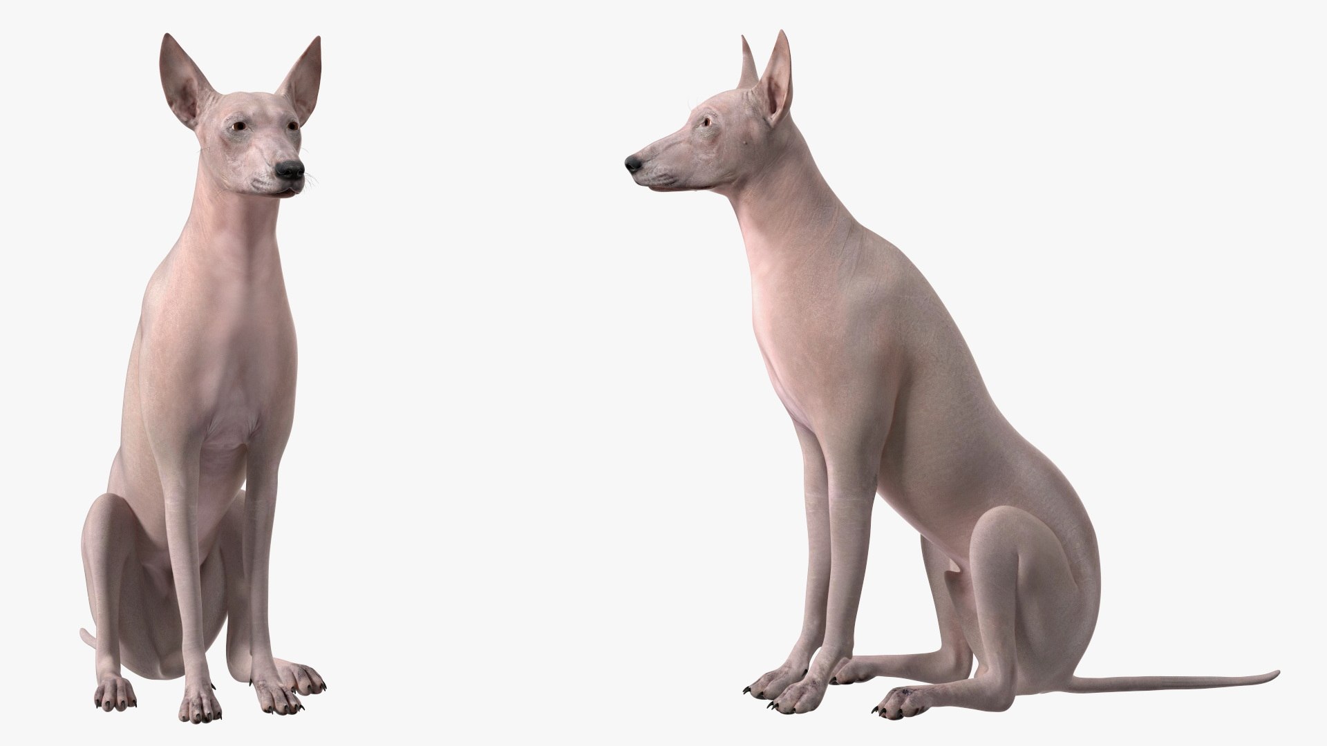3D Xolo Hairless Mexican Dog Fawn Rigged for Cinema 4D model https://p.turbosquid.com/ts-thumb/6W/J3dj8U/2x/xolohairlessmexicandogfawnriggedforcinema4d3dsmodel015/jpg/1693265361/1920x1080/fit_q87/f51d69f888987e591cd302be43f36ff5a4cf5278/xolohairlessmexicandogfawnriggedforcinema4d3dsmodel015.jpg