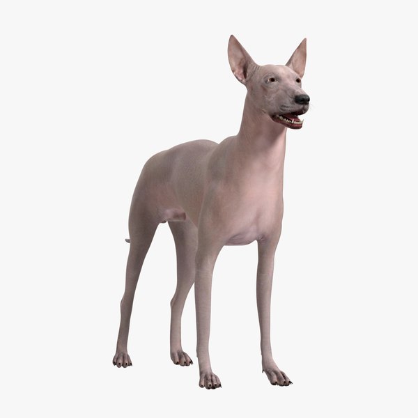 3D Xolo Hairless Mexican Dog Fawn Rigged for Cinema 4D model