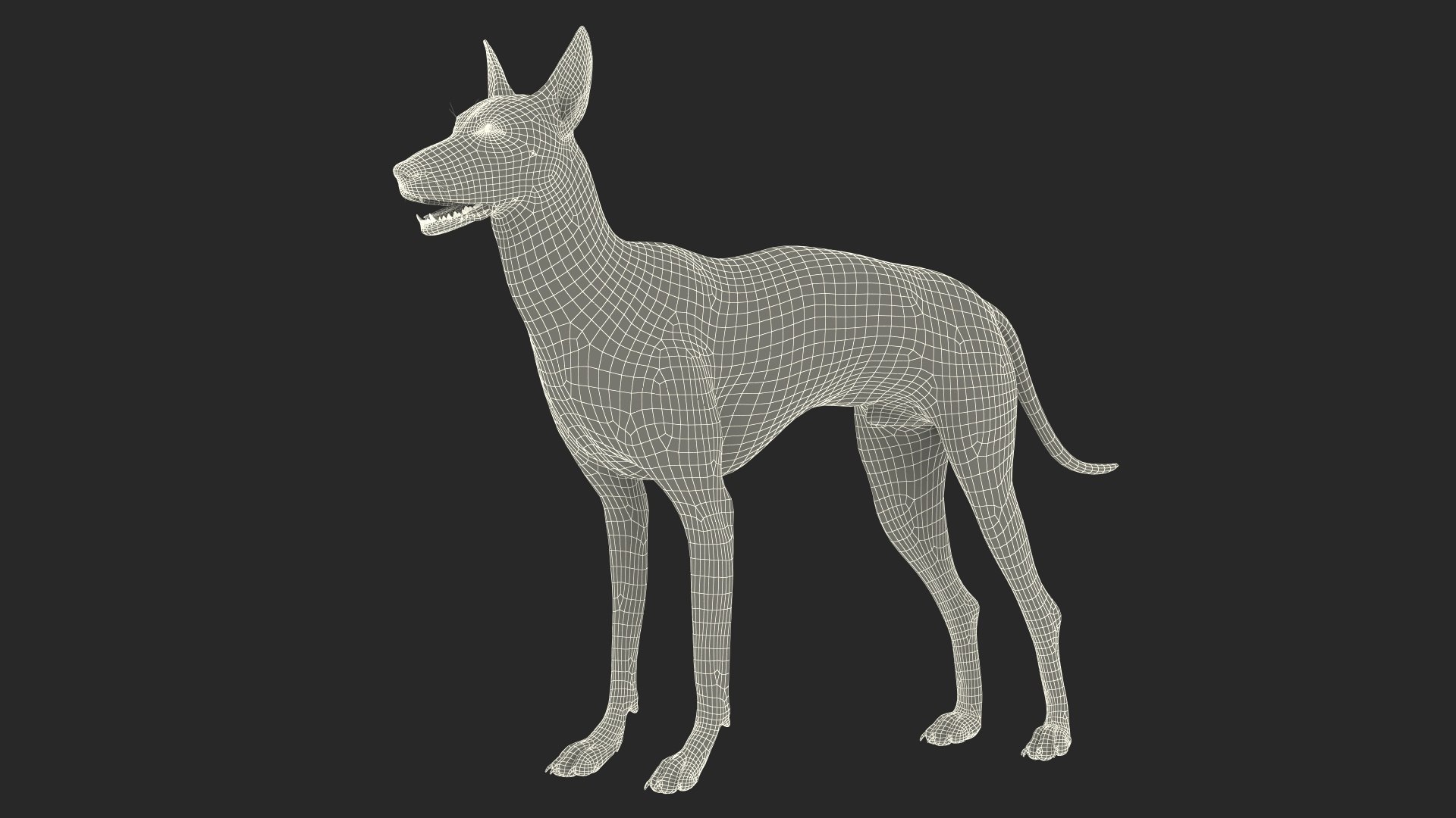 3D Xolo Hairless Mexican Dog Fawn Rigged for Cinema 4D model https://p.turbosquid.com/ts-thumb/6W/J3dj8U/4j/xolohairlessmexicandogfawnriggedforcinema4d3dsmodel027/jpg/1693265410/1920x1080/fit_q87/d3333b6d1668cce02252c891a382b32a184088a1/xolohairlessmexicandogfawnriggedforcinema4d3dsmodel027.jpg