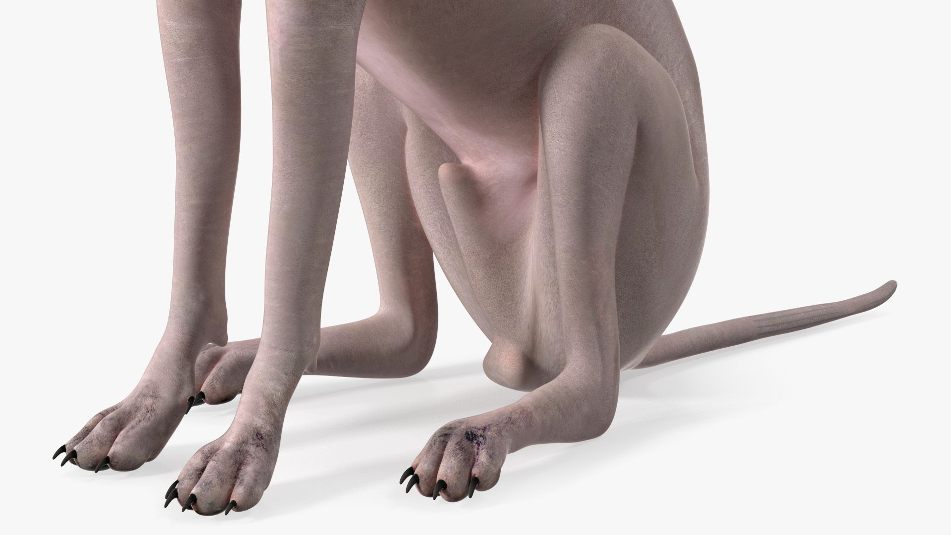 3D Xolo Hairless Mexican Dog Fawn Rigged for Cinema 4D model https://p.turbosquid.com/ts-thumb/6W/J3dj8U/8B/xolohairlessmexicandogfawnriggedforcinema4d3dsmodel019/jpg/1693265377/1920x1080/fit_q87/9a9b5084602ba5a95c9ebcc05be3109cd3bae85a/xolohairlessmexicandogfawnriggedforcinema4d3dsmodel019.jpg