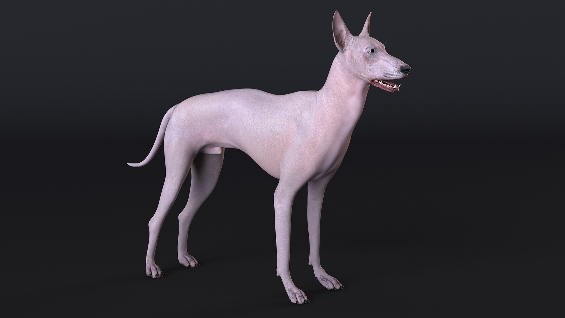 3D Xolo Hairless Mexican Dog Fawn Rigged for Cinema 4D model https://p.turbosquid.com/ts-thumb/6W/J3dj8U/9A/xolohairlessmexicandogfawnriggedforcinema4d3dsmodel007/jpg/1693265333/1920x1080/fit_q87/a4ff2a7b29f4d5696043aec59aa3fd11652abe49/xolohairlessmexicandogfawnriggedforcinema4d3dsmodel007.jpg