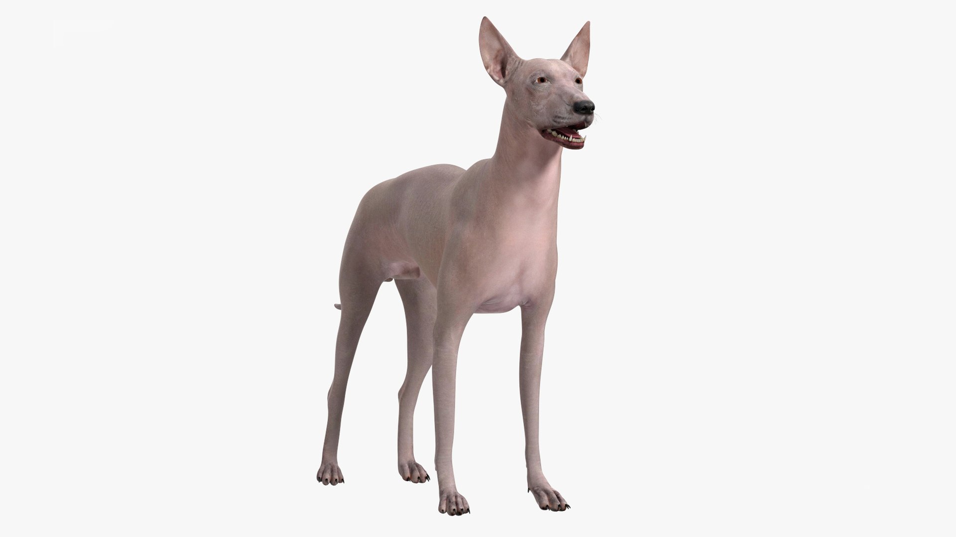 Xolo Hairless Mexican Dog Fawn Rigged for Cinema 4D 3D model preview