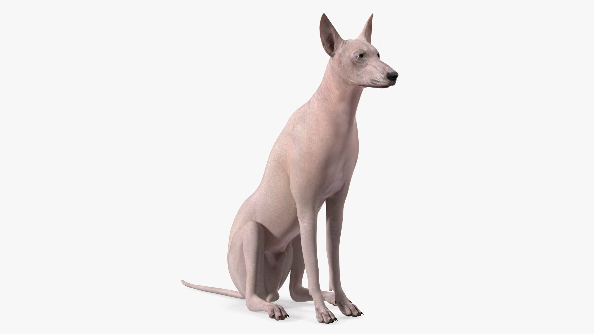 3D Xolo Hairless Mexican Dog Fawn Rigged for Cinema 4D model https://p.turbosquid.com/ts-thumb/6W/J3dj8U/Bg/xolohairlessmexicandogfawnriggedforcinema4d3dsmodel014/jpg/1693265357/1920x1080/fit_q87/e76b59ed81f28c7a409876d74780491903747ec2/xolohairlessmexicandogfawnriggedforcinema4d3dsmodel014.jpg