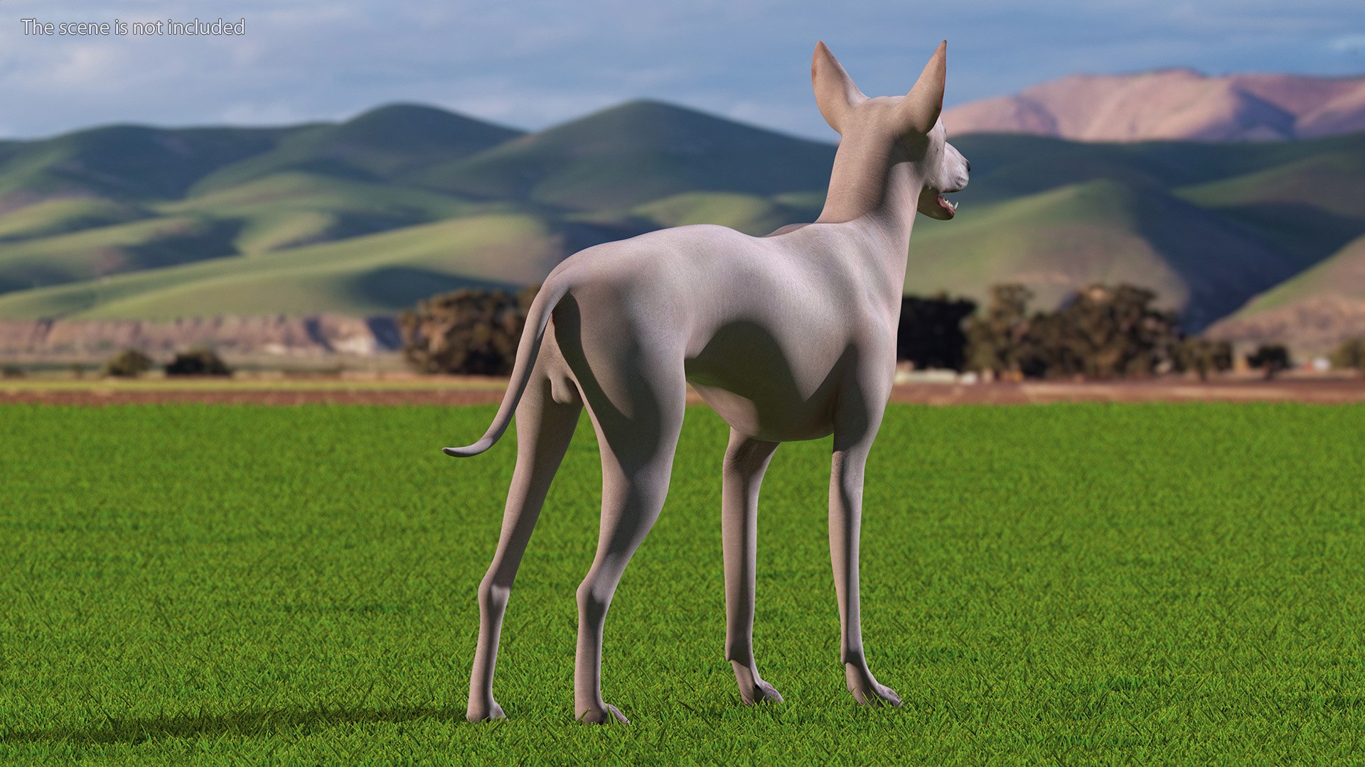 3D Xolo Hairless Mexican Dog Fawn Rigged for Cinema 4D model https://p.turbosquid.com/ts-thumb/6W/J3dj8U/EY/xolohairlessmexicandogfawnriggedforcinema4d3dsmodel005/jpg/1693265325/1920x1080/fit_q87/bba09c3fb28d005be9c9a88be74401a452d0865f/xolohairlessmexicandogfawnriggedforcinema4d3dsmodel005.jpg