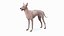 Xolo Hairless Mexican Dog Fawn Rigged for Cinema 4D