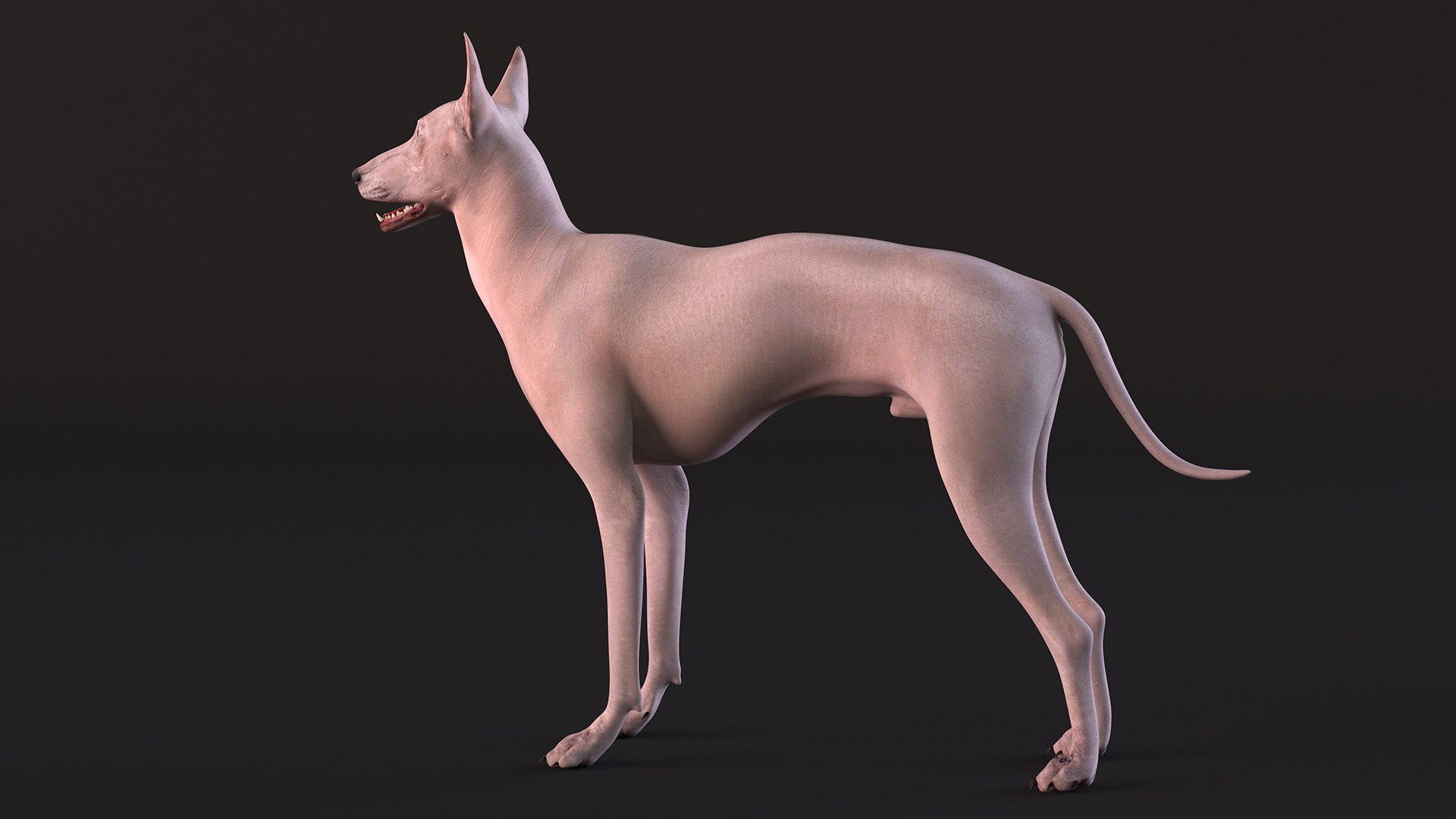 3D Xolo Hairless Mexican Dog Fawn Rigged for Cinema 4D model https://p.turbosquid.com/ts-thumb/6W/J3dj8U/Hq/xolohairlessmexicandogfawnriggedforcinema4d3dsmodel008/jpg/1693265337/1920x1080/fit_q87/5a81db78a265212fa1bdd7466f2e037324f34581/xolohairlessmexicandogfawnriggedforcinema4d3dsmodel008.jpg
