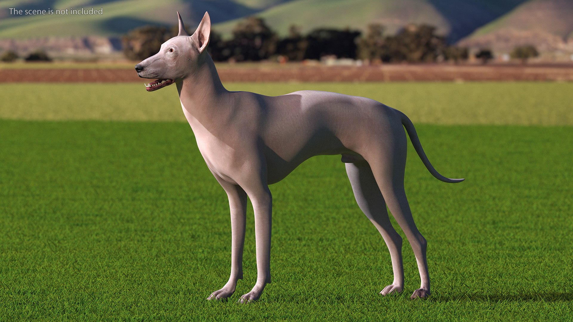 3D Xolo Hairless Mexican Dog Fawn Rigged for Cinema 4D model https://p.turbosquid.com/ts-thumb/6W/J3dj8U/Ow/xolohairlessmexicandogfawnriggedforcinema4d3dsmodel004/jpg/1693265321/1920x1080/fit_q87/c34b9f03744fee988b917455e71fecd89a040688/xolohairlessmexicandogfawnriggedforcinema4d3dsmodel004.jpg