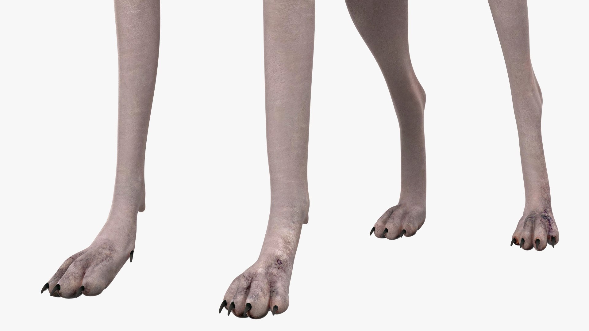3D Xolo Hairless Mexican Dog Fawn Rigged for Cinema 4D model https://p.turbosquid.com/ts-thumb/6W/J3dj8U/WI/xolohairlessmexicandogfawnriggedforcinema4d3dsmodel013/jpg/1693265354/1920x1080/fit_q87/397c7df81ffaf1626726104dad677affa375ddf7/xolohairlessmexicandogfawnriggedforcinema4d3dsmodel013.jpg