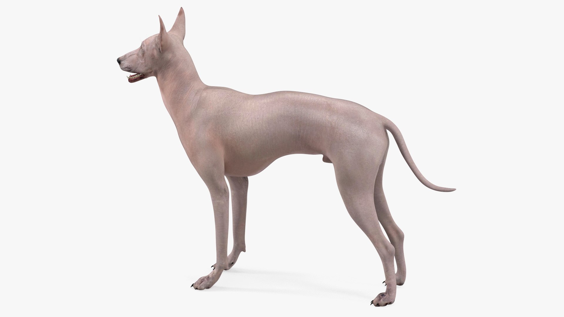 3D Xolo Hairless Mexican Dog Fawn Rigged for Cinema 4D model https://p.turbosquid.com/ts-thumb/6W/J3dj8U/eH/xolohairlessmexicandogfawnriggedforcinema4d3dsmodel010/jpg/1693265343/1920x1080/fit_q87/6c138a4e43fcb6bf2bb6f3ac3617fc0237d13604/xolohairlessmexicandogfawnriggedforcinema4d3dsmodel010.jpg