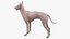 Xolo Hairless Mexican Dog Fawn Rigged for Cinema 4D