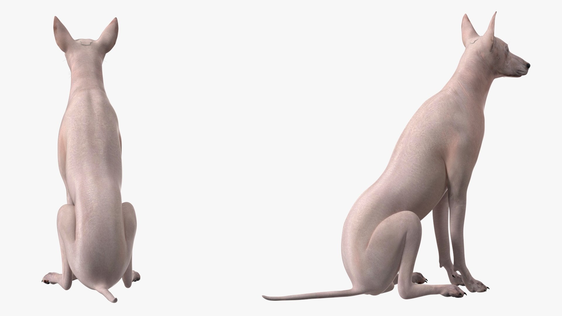 3D Xolo Hairless Mexican Dog Fawn Rigged for Cinema 4D model https://p.turbosquid.com/ts-thumb/6W/J3dj8U/ll/xolohairlessmexicandogfawnriggedforcinema4d3dsmodel016/jpg/1693265365/1920x1080/fit_q87/e584b278f147ac1919481e9e0b9acd2a5cce8797/xolohairlessmexicandogfawnriggedforcinema4d3dsmodel016.jpg