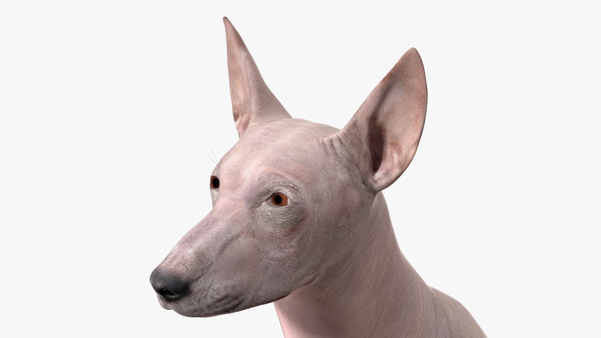 3D Xolo Hairless Mexican Dog Fawn Rigged for Cinema 4D model https://p.turbosquid.com/ts-thumb/6W/J3dj8U/t5/xolohairlessmexicandogfawnriggedforcinema4d3dsmodel018/jpg/1693265373/1920x1080/fit_q87/d9754857ca588d3b610aace767168bddff2a5282/xolohairlessmexicandogfawnriggedforcinema4d3dsmodel018.jpg