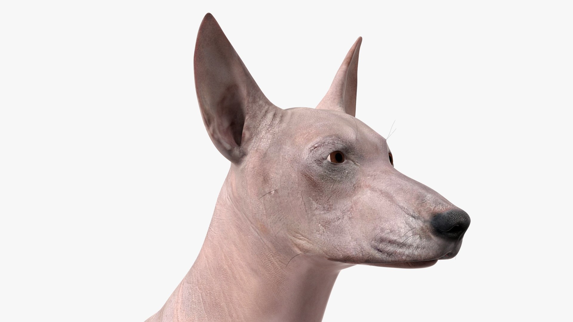 3D Xolo Hairless Mexican Dog Fawn Rigged for Cinema 4D model https://p.turbosquid.com/ts-thumb/6W/J3dj8U/w7/xolohairlessmexicandogfawnriggedforcinema4d3dsmodel017/jpg/1693265369/1920x1080/fit_q87/30abcf8fff38c4237f2d442a55ce7d0a36af0163/xolohairlessmexicandogfawnriggedforcinema4d3dsmodel017.jpg