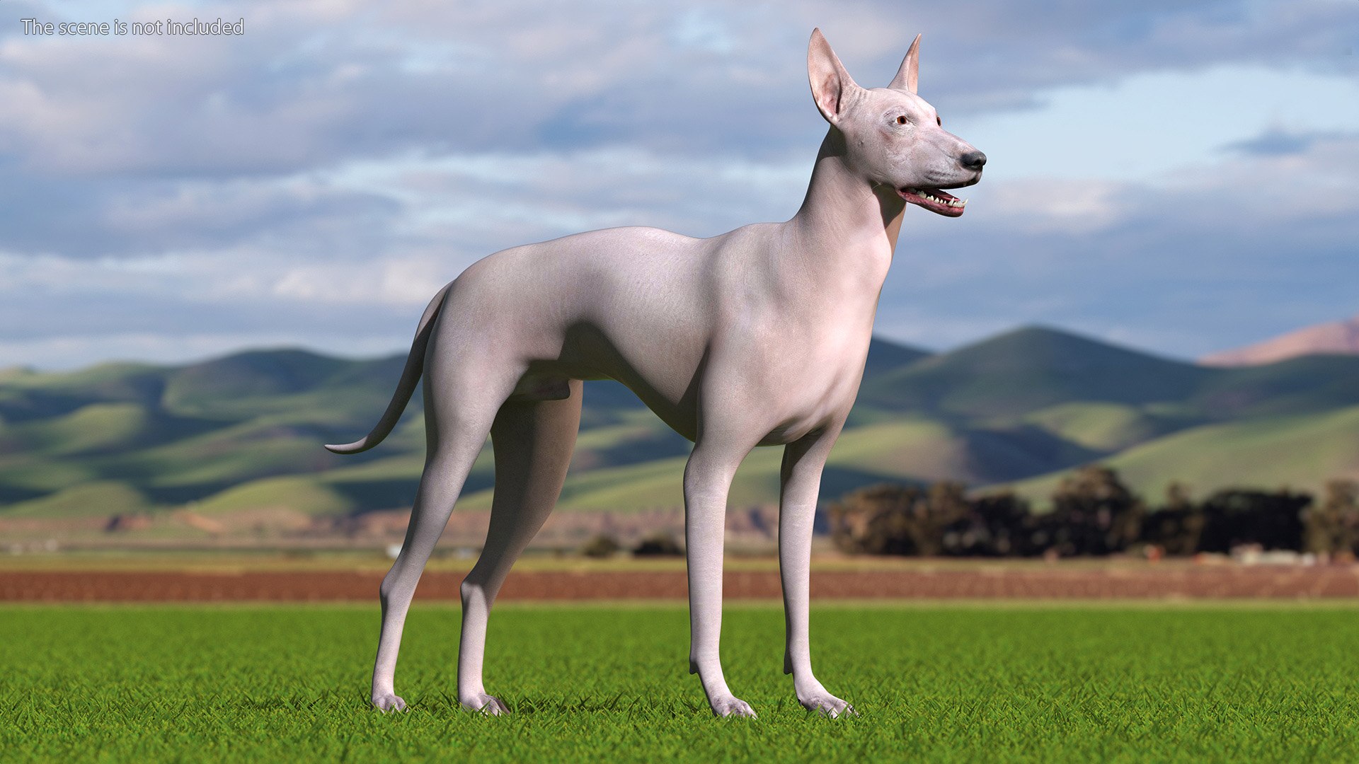 3D Xolo Hairless Mexican Dog Fawn Rigged for Cinema 4D model https://p.turbosquid.com/ts-thumb/6W/J3dj8U/xH/xolohairlessmexicandogfawnriggedforcinema4d3dsmodel003/jpg/1693265317/1920x1080/fit_q87/fbd0fba17b6e2a21ece8c6c6db5f687e1c8d69c1/xolohairlessmexicandogfawnriggedforcinema4d3dsmodel003.jpg