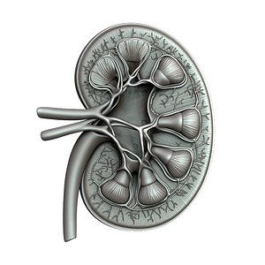 3D kidney anatomy