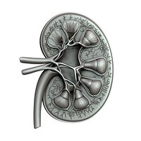Kidney Anatomy