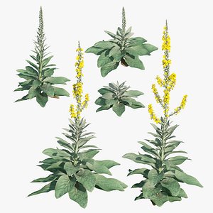 3D model Great mullein