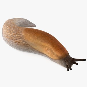 Slug Arion Lusitanicus Crawling model