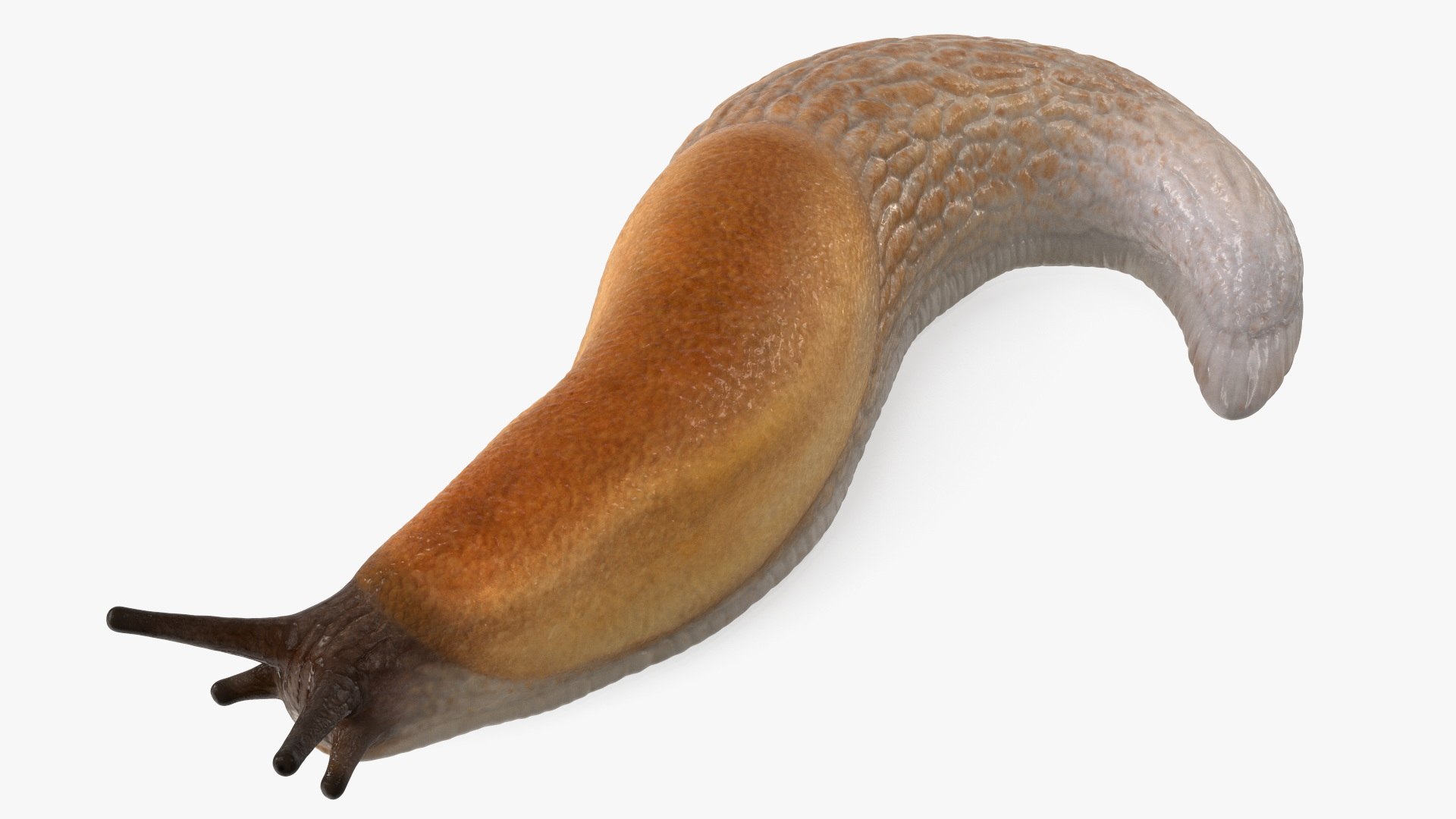 Slug Arion Lusitanicus Crawling Model - TurboSquid 2016279