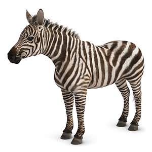 zebra 3d model