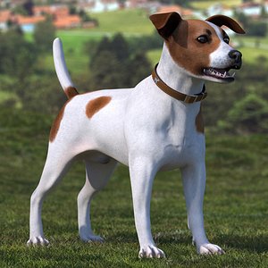 spotted jack russell terrier model