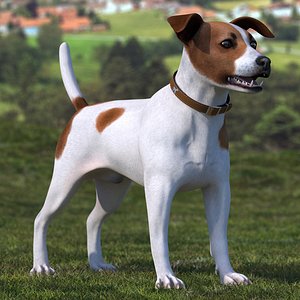 Spotted Jack Russell Terrier Rigged for Maya