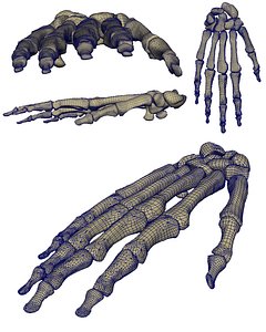 Skeletal Hand