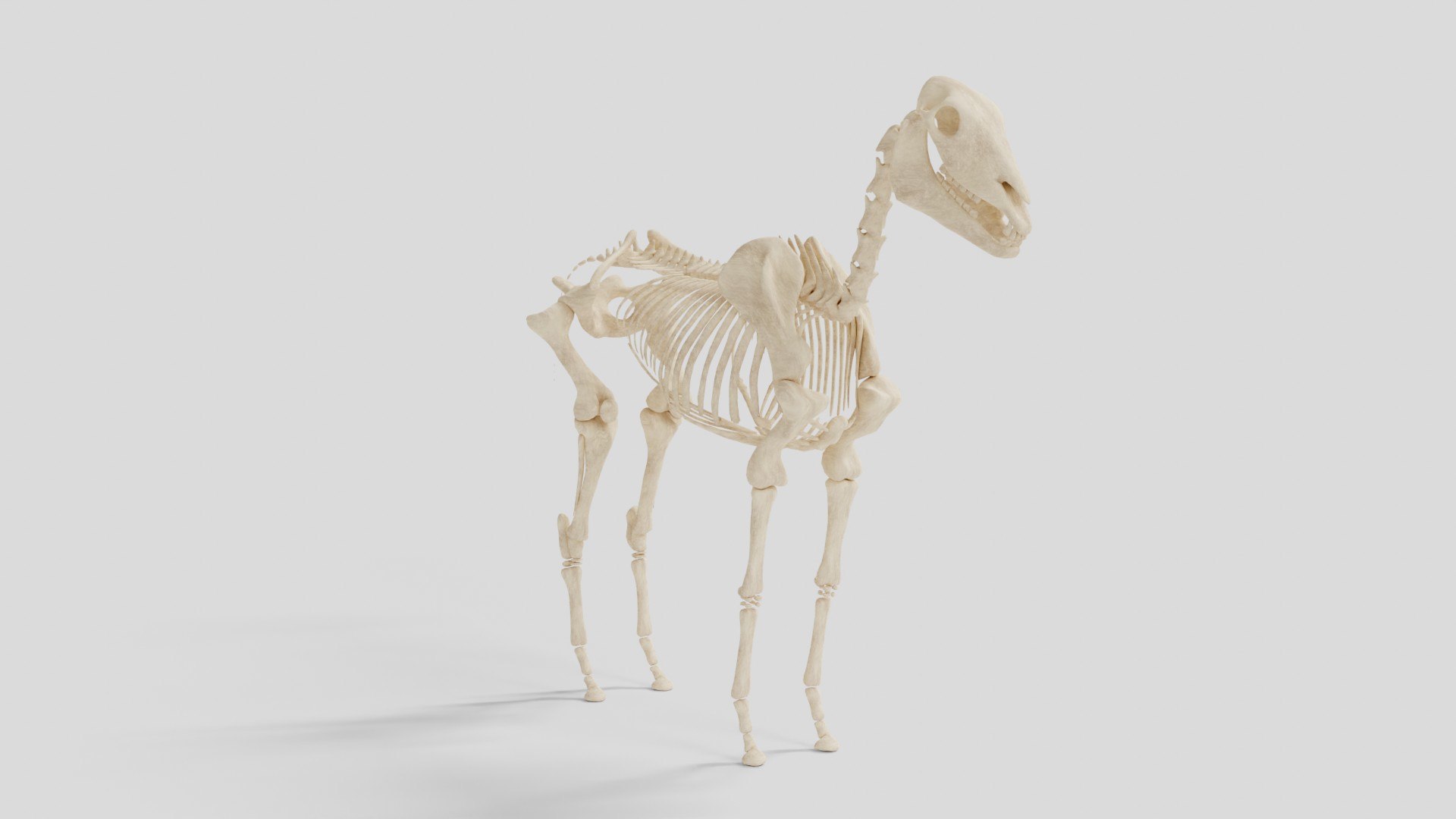 Horse Skeleton 3D model - TurboSquid 2078458