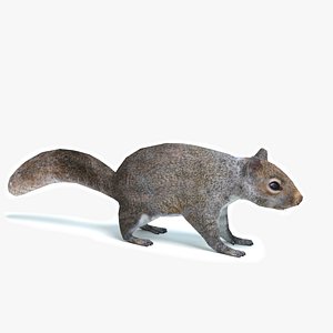 squirrel 3d model