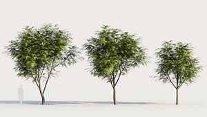 3D Grevillea edelfeltii b tree