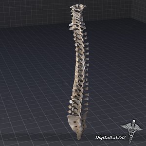 Human Spinal Cord Anatomy