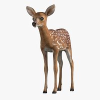 White-Tailed Fawn Deer