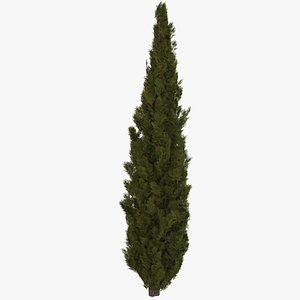Italian Cypress 1B