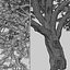 Valley oak or Quercus lobata Tree
