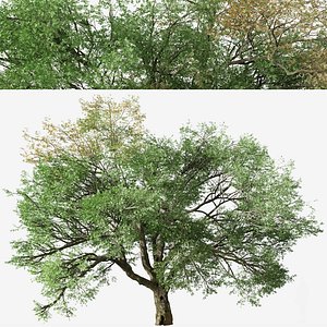 3D model Valley oak or Quercus lobata Tree