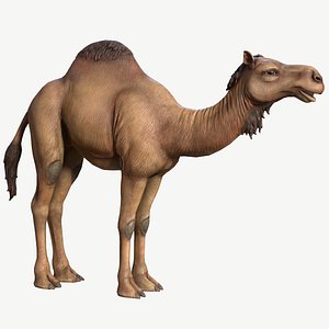 Dromedary Camel