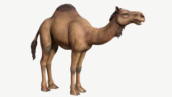 シュタイフ☆Dromedary 24cm☆ヒトコブラクダ/駱駝/Camel