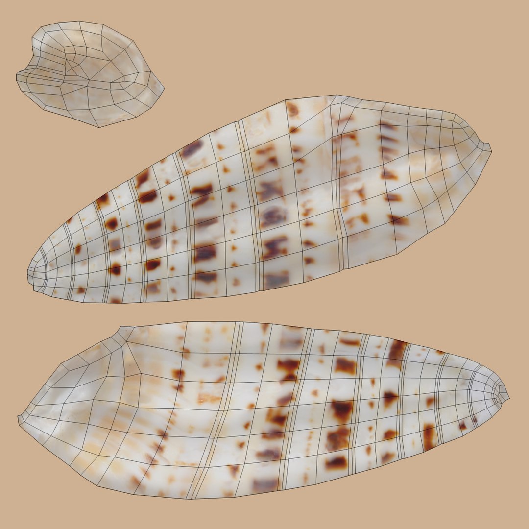 Seashell Pbr 3D Model - TurboSquid 1253681
