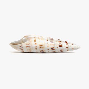 seashell pbr 3D model